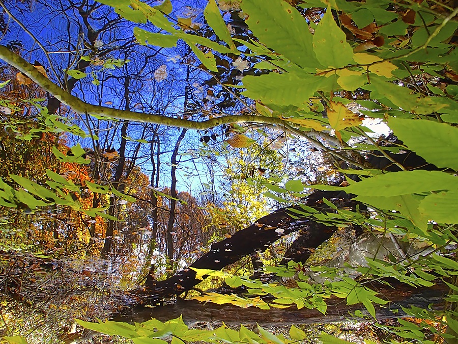 image of Drifting-146 Professionally framed: (W)23 1/16” x (H)18 9/16” Reflection of a view of the woods in pond through green leaves