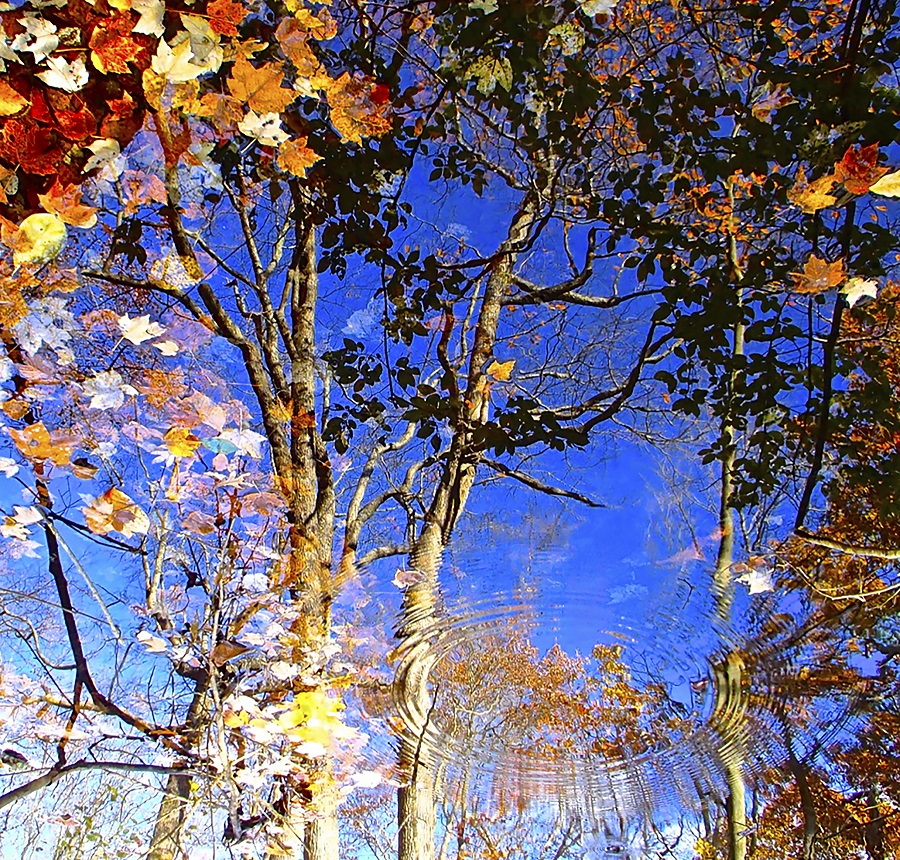 image of Drifting-145 Professionally framed: (W) 23 1/16” x (H)22 1/4” Autumn Trees reflecting in pond with ripple over blue sky