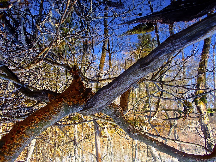 iamge of Drifting-30 Crossing tree branches floating over reflection of trees and sky