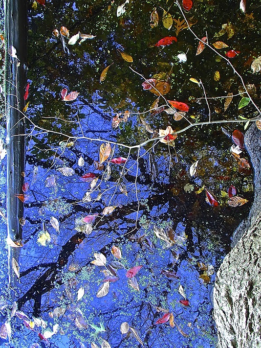 image of Drifting-135 Tree shadow reflecting in pond with autumn leaves over blue sky